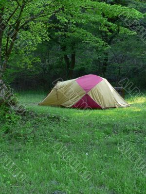 camp in summer forest
