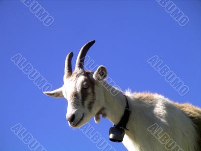 Young Goat