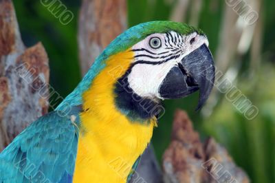 Macaw