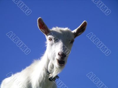 Young Goat