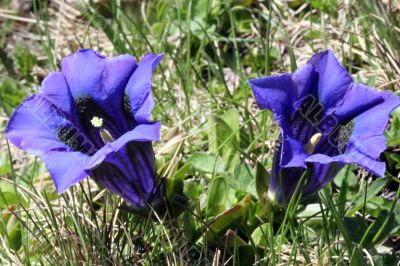 Gentian