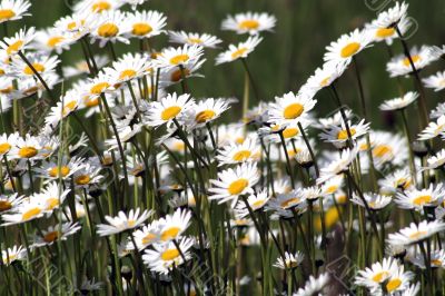 Marguerites
