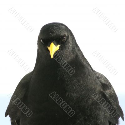 Black Daw