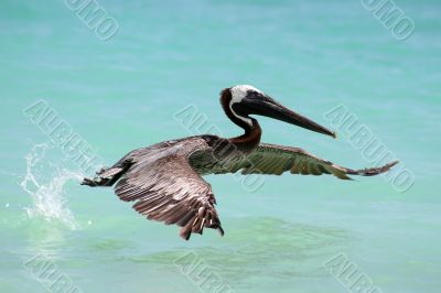 Pelican