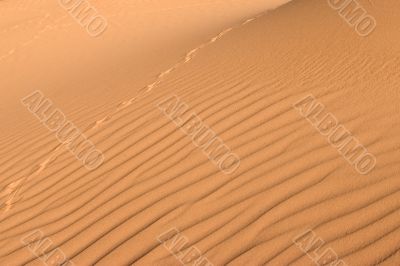 Dune