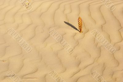 Small leaf