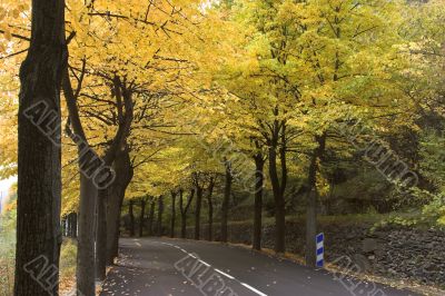 Multi-coloured leaf fall