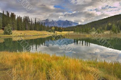 Yellow grass at lake.
