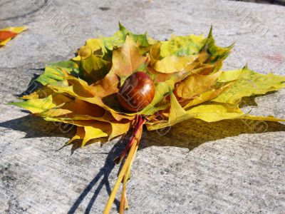 Autumn leaves and chestnuts