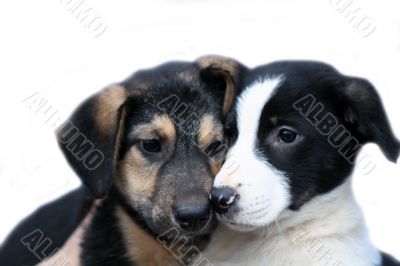 two sad dogs isolated on white background