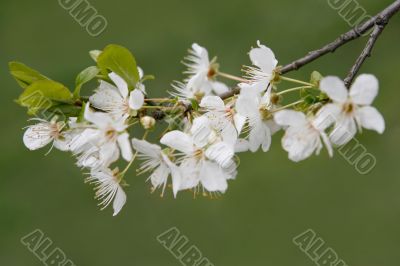 cherry bloom