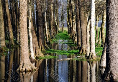 Trees and sky mirroring