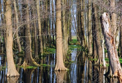 Trees and sky mirroring