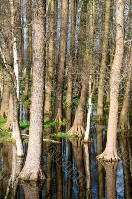 Trees and sky mirroring