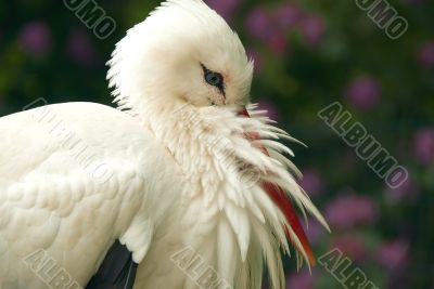 White Stork