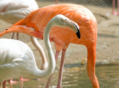 Colorfull Chilean Flamingos