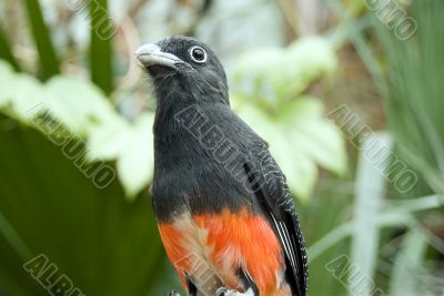 Black-tailed Trogon