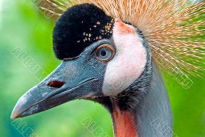 Grey Crowned Crane