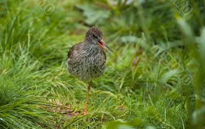 Common Redshank