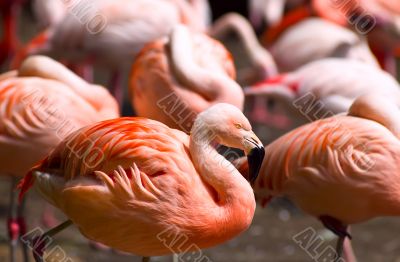 Colorfull Chilean Flamingos