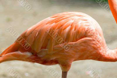 Colorfull Chilean Flamingos