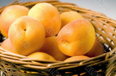 Apricot