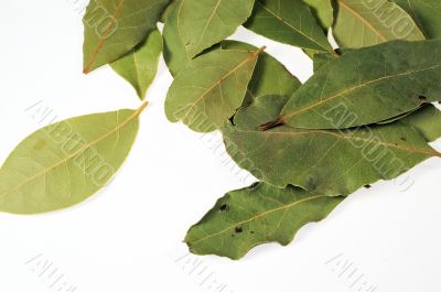Laurel leafs
