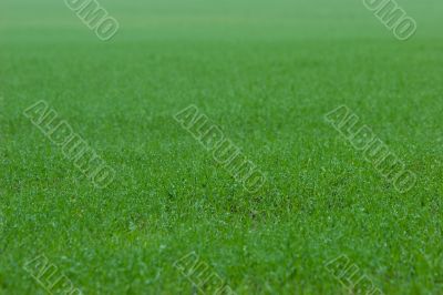 Green grass