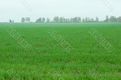 Winter-annual field