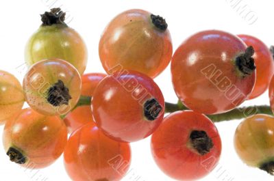 Red currant