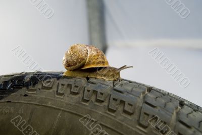 Snail