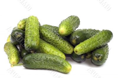 Cucumber