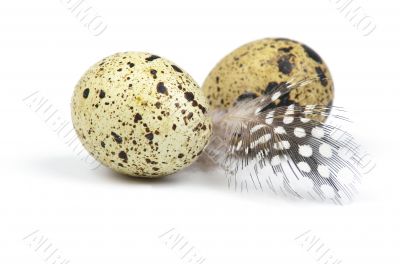 Egg