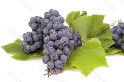 Dark grape
