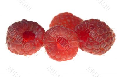 four raspberry
