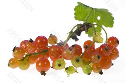 Red currant