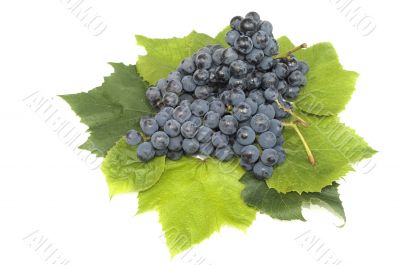 dark grape