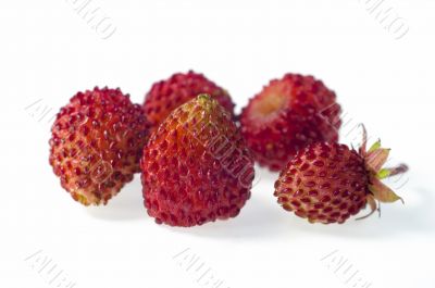 Wild strawberry