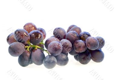 Dark grape