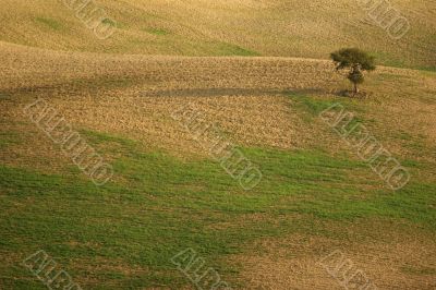 Single tree