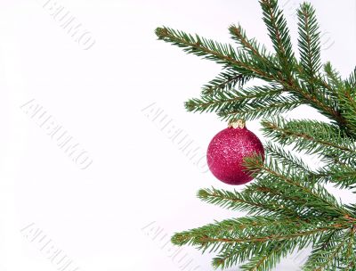 branch spruce with red ball