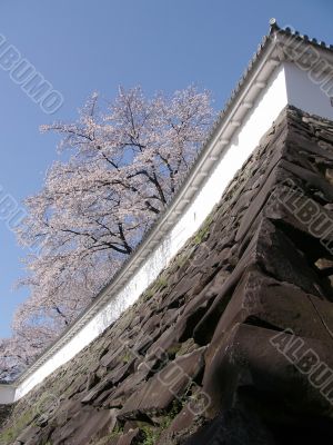 blossom cherry and castle`s wall