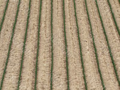 agriculture field background