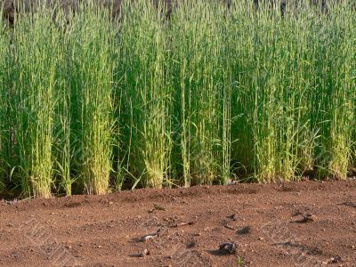young sprouts of cereals