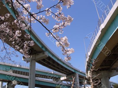 blossom cherry branch in city