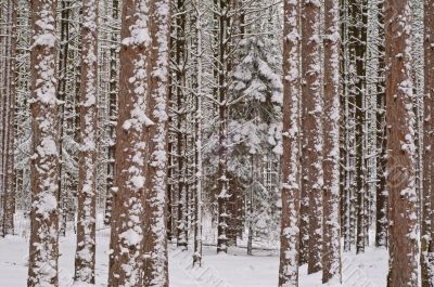 Winter Pine Forest