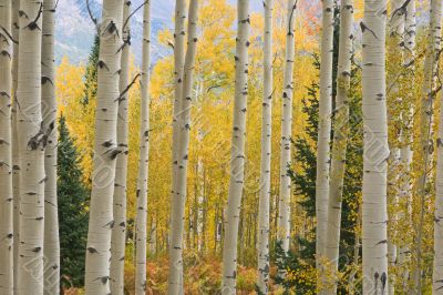 Autumn Aspens