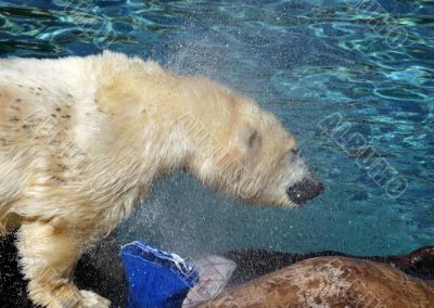 How Much Can A Polar Bear
