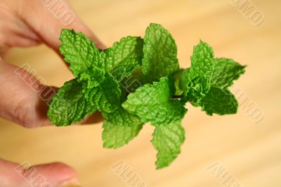 Sprig Of Mint