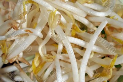 Bean Sprouts